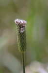 Thimbleweed